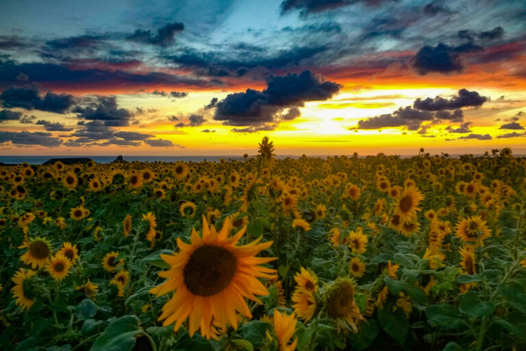 IMG 20180808 210052033 HDR 768x512