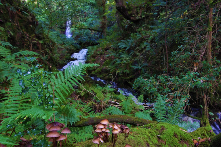 pontywaterfall5 768x512