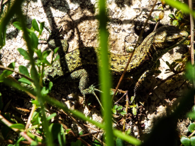DSCF4795 768x576