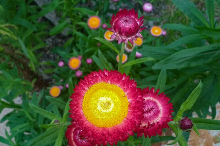 IMG 20170529 150602170 768x512