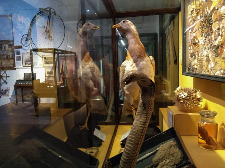 Swansea Museum Swansea Museum