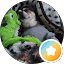 Roy Harris Avatar